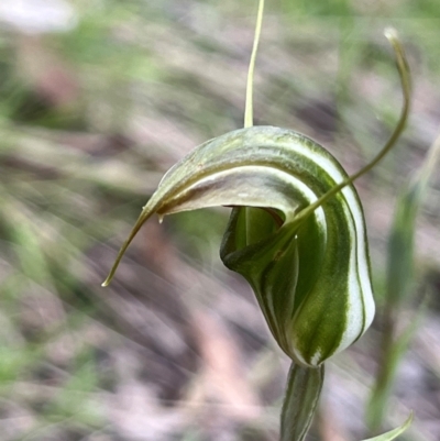 Diplodium aestivum (Long-tongued Summer Greenhood) at Namadgi National Park - 20 Jan 2024 by dgb900