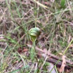 Diplodium aestivum at Namadgi National Park - suppressed