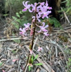 Dipodium roseum (Rosy Hyacinth Orchid) at Uriarra Village, ACT - 26 Jan 2024 by dgb900