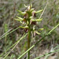 Corunastylis oligantha (Mongarlowe Midge Orchid) at Borough, NSW - 28 Jan 2024 by Paul4K