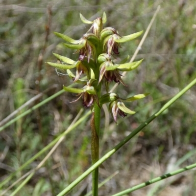 Corunastylis oligantha (Mongarlowe Midge Orchid) at Boro - 28 Jan 2024 by Paul4K