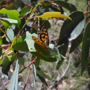 Heteronympha penelope at Namadgi National Park - 27 Jan 2024