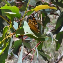 Heteronympha penelope at Namadgi National Park - 27 Jan 2024