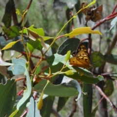 Heteronympha penelope at Namadgi National Park - 27 Jan 2024