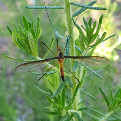 Leptotarsus (Macromastix) costalis (Common Brown Crane Fly) at Yass River, NSW - 28 Jan 2024 by SenexRugosus