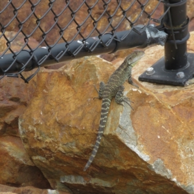 Intellagama lesueurii howittii (Gippsland Water Dragon) at Namadgi National Park - 20 Jan 2024 by dgb900