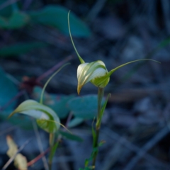 Diplodium reflexum (Dainty Greenhood) at Booth, ACT - 28 Jan 2024 by regeraghty