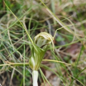 Diplodium aestivum at Namadgi National Park - suppressed