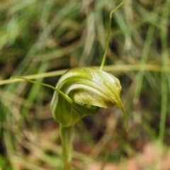 Diplodium aestivum at Namadgi National Park - suppressed