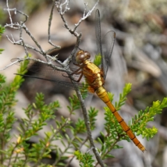 Unidentified Dragonfly (Anisoptera) at Vincentia, NSW - 26 Jan 2024 by RobG1