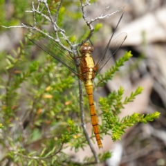 Orthetrum villosovittatum at Jervis Bay National Park - 26 Jan 2024 02:20 PM