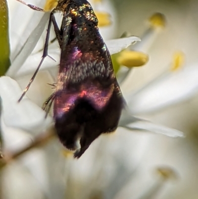 Nemophora sparsella (An Adelid Moth) at Namadgi National Park - 27 Jan 2024 by Miranda