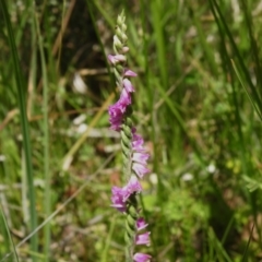 Spiranthes australis (Austral Ladies Tresses) at Namadgi National Park - 28 Jan 2024 by JohnBundock