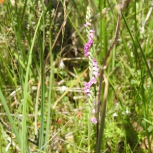 Spiranthes australis at Namadgi National Park - 28 Jan 2024