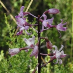Dipodium roseum (Rosy Hyacinth Orchid) at Namadgi National Park - 28 Jan 2024 by JohnBundock