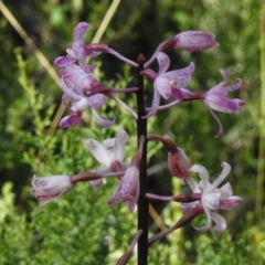 Dipodium roseum (Rosy Hyacinth Orchid) at Booth, ACT - 27 Jan 2024 by JohnBundock