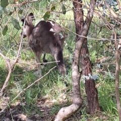 Macropus giganteus (Eastern Grey Kangaroo) at Yarralumla, ACT - 28 Jan 2024 by abread111
