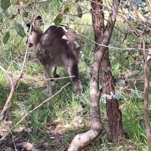 Macropus giganteus at Yarralumla, ACT - 28 Jan 2024