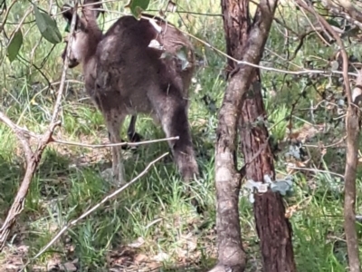 Macropus giganteus (Eastern Grey Kangaroo) at Yarralumla, ACT - 28 Jan 2024 by abread111