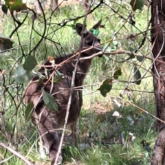 Macropus giganteus at Yarralumla, ACT - 28 Jan 2024