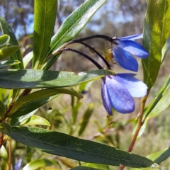Billardiera heterophylla (Western Australian Bluebell Creeper) at Yarralumla, ACT - 28 Jan 2024 by abread111