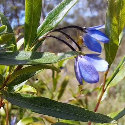 Billardiera heterophylla (Western Australian Bluebell Creeper) at Yarralumla, ACT - 28 Jan 2024 by abread111