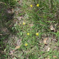 Tricoryne elatior (Yellow Rush Lily) at Yarralumla, ACT - 28 Jan 2024 by abread111