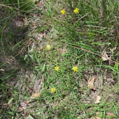 Tricoryne elatior (Yellow Rush Lily) at Stirling Park - 28 Jan 2024 by abread111