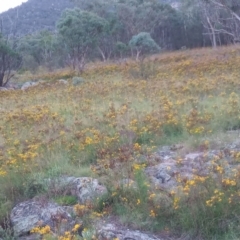 Hypericum perforatum (St John's Wort) at Namadgi National Park - 28 Jan 2024 by michaelb