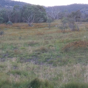 Hypericum perforatum at Namadgi National Park - 28 Jan 2024