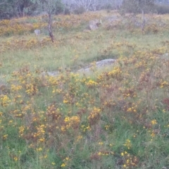 Hypericum perforatum at Namadgi National Park - 28 Jan 2024