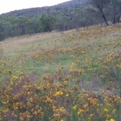 Hypericum perforatum at Namadgi National Park - 28 Jan 2024