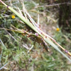 Cymbopogon refractus (Barbed-wire Grass) at Stirling Park - 28 Jan 2024 by abread111