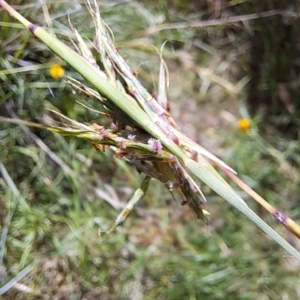 Cymbopogon refractus at Stirling Park - 28 Jan 2024