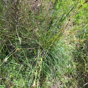 Cymbopogon refractus at Stirling Park - 28 Jan 2024