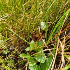 Chiloglottis valida (Large Bird Orchid) at Namadgi National Park - 6 Dec 2023 by Otford