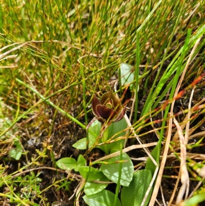 Chiloglottis valida (Large Bird Orchid) at Cotter River, ACT - 6 Dec 2023 by Otford