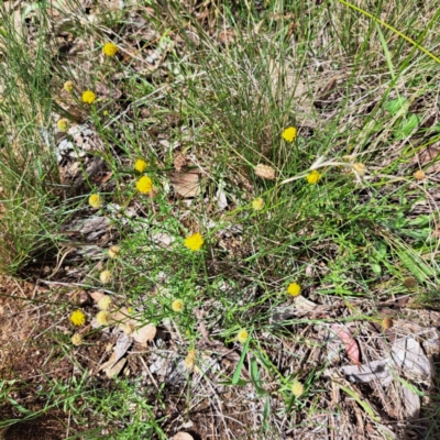 Calotis lappulacea (Yellow Burr Daisy) at Yarralumla, ACT - 28 Jan 2024 by abread111