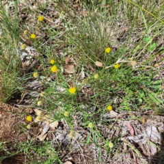 Calotis lappulacea (Yellow Burr Daisy) at Yarralumla, ACT - 28 Jan 2024 by abread111