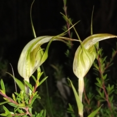 Diplodium reflexum (Dainty Greenhood) at Namadgi National Park - 28 Jan 2024 by michaelb