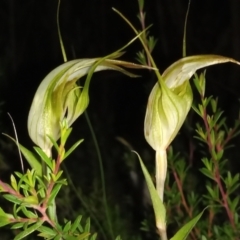 Diplodium reflexum at Namadgi National Park - 28 Jan 2024