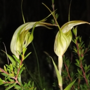 Diplodium reflexum at Namadgi National Park - 28 Jan 2024