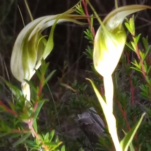 Diplodium reflexum at Namadgi National Park - suppressed