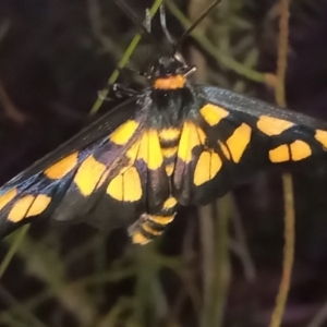 Amata (genus) at Namadgi National Park - 28 Jan 2024