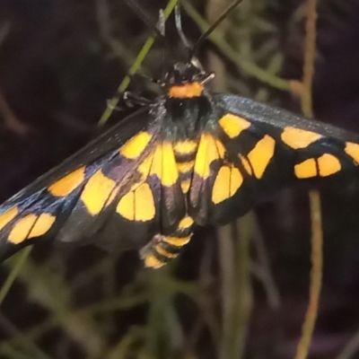 Amata (genus) (Handmaiden Moth) at Tharwa, ACT - 28 Jan 2024 by michaelb