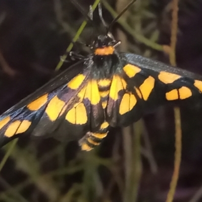 Amata (genus) (Handmaiden Moth) at Namadgi National Park - 28 Jan 2024 by michaelb