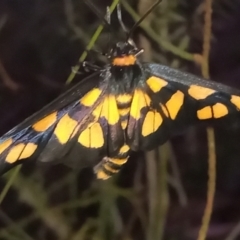 Amata (genus) (Handmaiden Moth) at Namadgi National Park - 28 Jan 2024 by michaelb