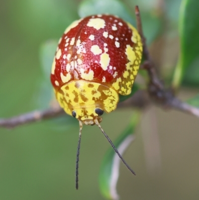 Paropsis maculata (Spotted leaf beetle) at Mongarlowe, NSW - 28 Jan 2024 by LisaH