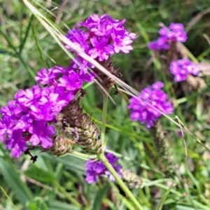 Verbena rigida var. rigida at Yarralumla, ACT - 28 Jan 2024