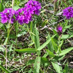 Verbena rigida var. rigida at Yarralumla, ACT - 28 Jan 2024 03:24 PM